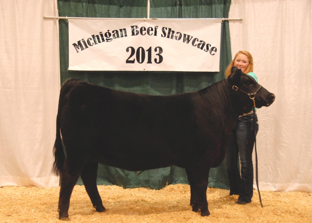 Grand Champion Bred-and-owned Female - 2013 Michigan Angus Junior Preview Show