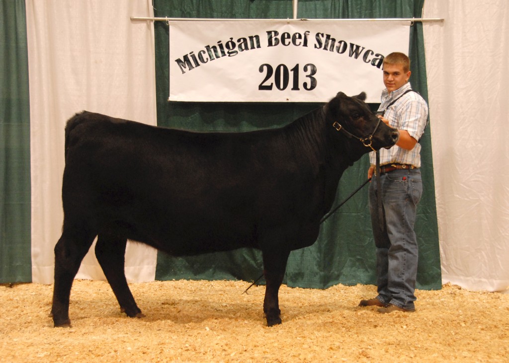 Grand Champion Female - 2013 Michigan Angus Junior Preview Show