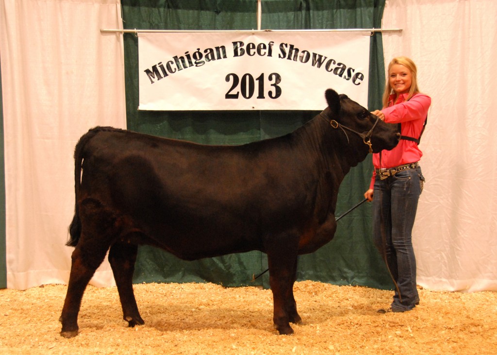 Reserve Grand Champion Bred-and-owned Female - 2013 Michigan Angus Junior Preview Show