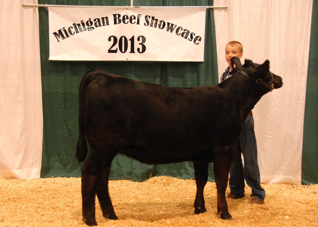 Reserve Intermediate Champion Heifer - 2013 Michigan Angus Junior Preview Show