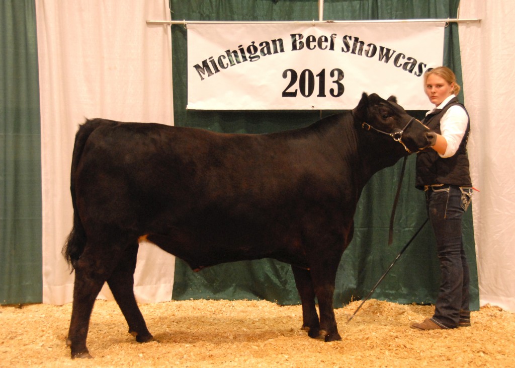 Grand Champion Angus Steer - 2013 Michigan Angus Junior Preview Show