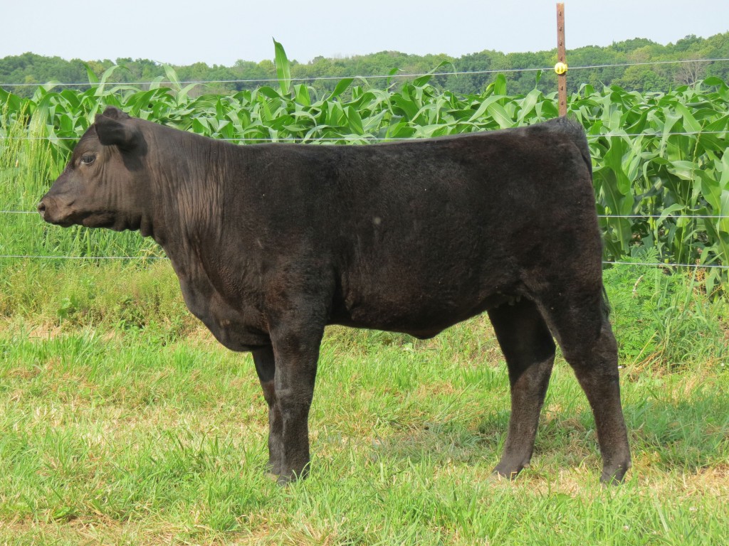 KS Missy Erica 390 - Sells October 5, 2013 to benefit Dr. Hawkins fund.