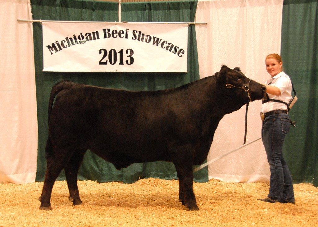 Reserve Grand Champion Angus Steer - 2013 Michigan Angus Junior Preview Show