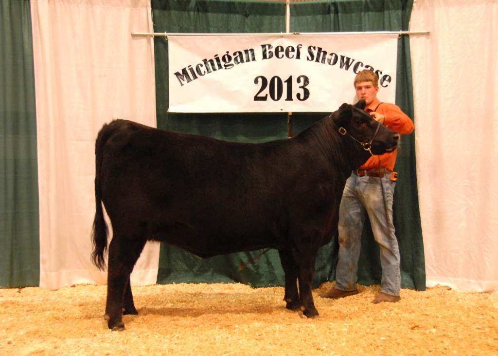 Reserve Junior Champion Female - 2013 Michigan Angus Junior Preview Show