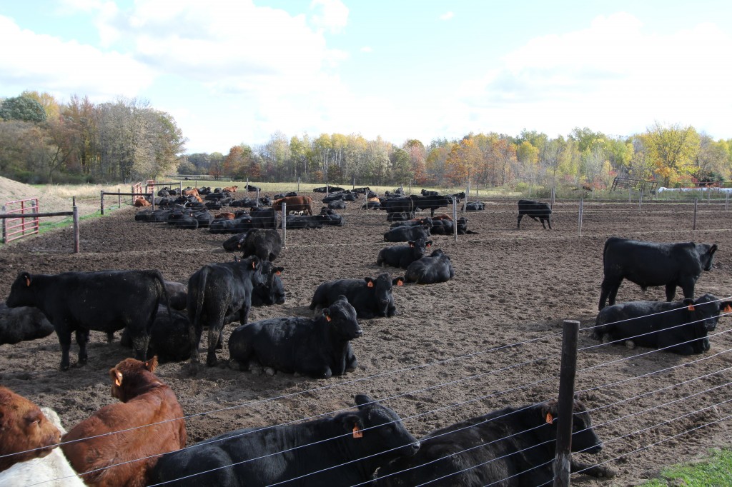 MCA MSU Bull Test Facility, Plank Farms, Crystal Michigan