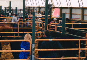 bulltest
