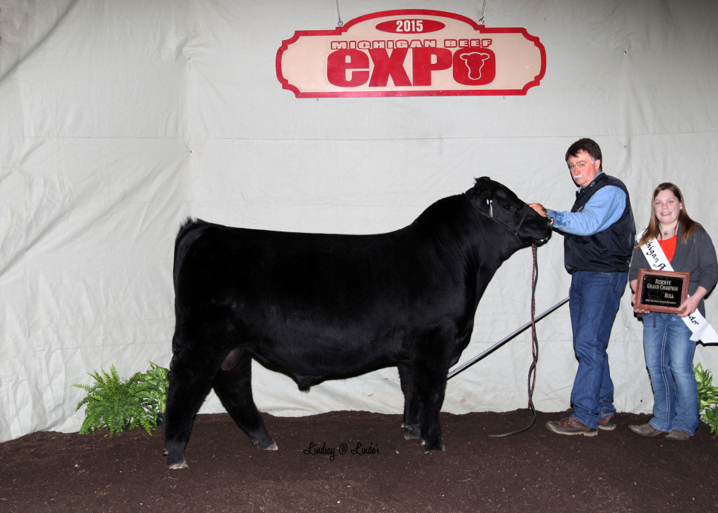 2015 Michigan Angus Futurity Reserve Champion Angus Bull