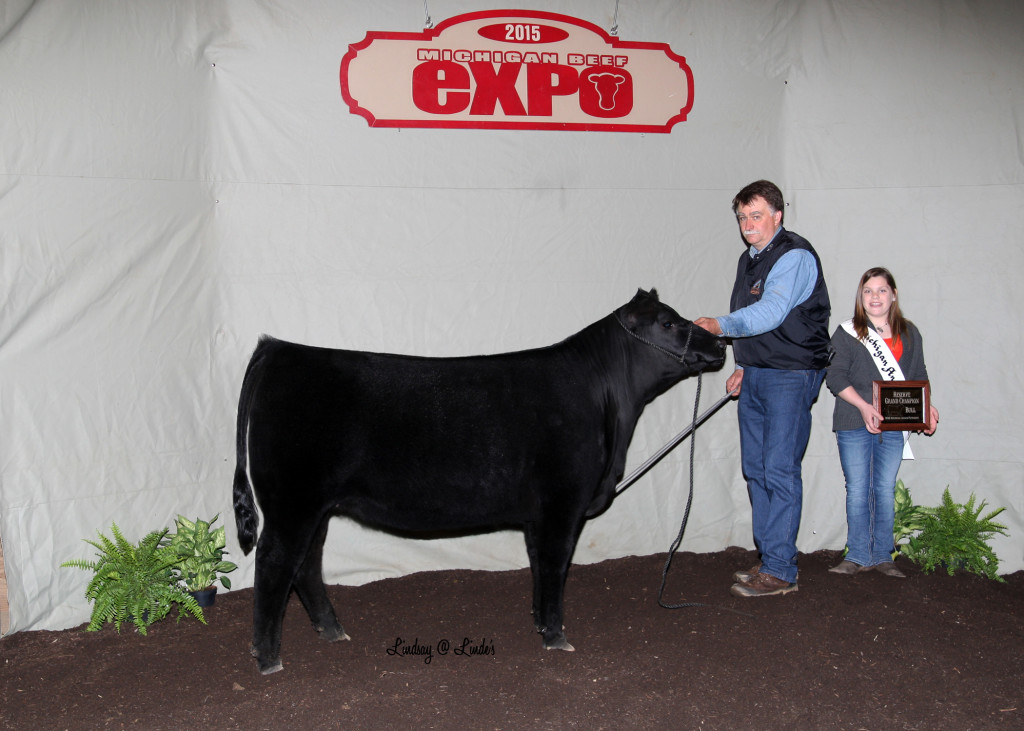 2015 Michigan Angus Futurity Reserve Champion Angus Bull