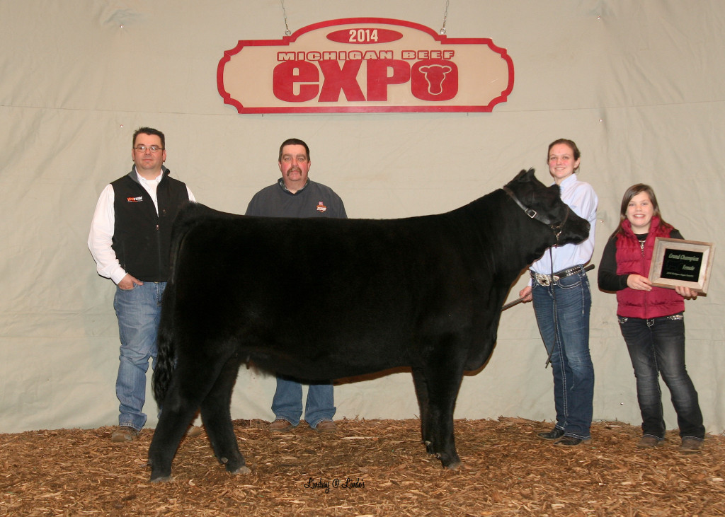2014 Michigan Angus Futurity Champion Angus Heifer