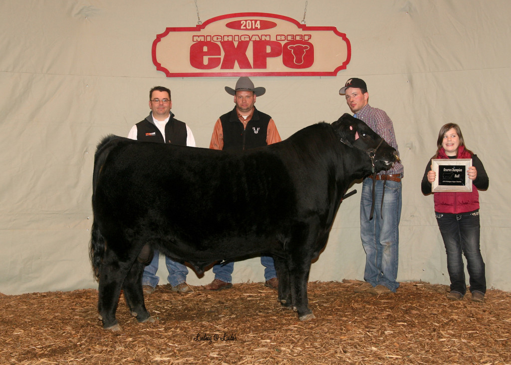 2014 Michigan Angus Futurity Reserve Angus Bull