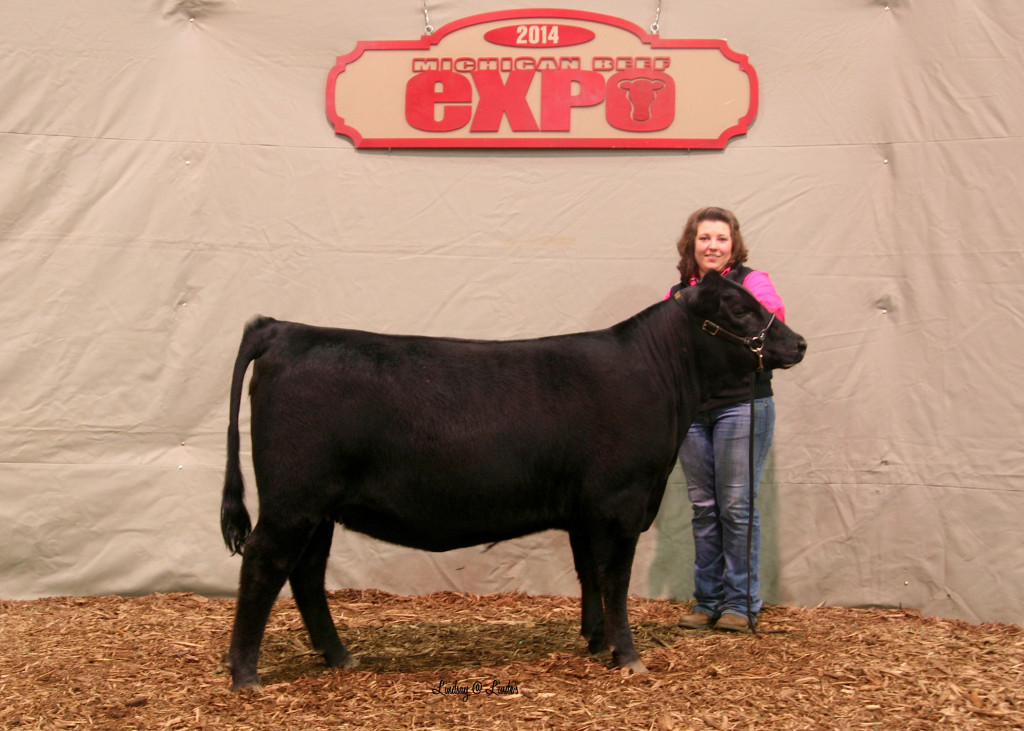 2014 Michigan Angus Futurity Reserve Angus Heifer