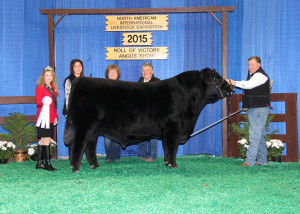 Reserve Senior Champion Bull NAILE ROV 2015