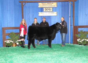 Reserve Spring Bull Calf Champion NAILE ROV 2015