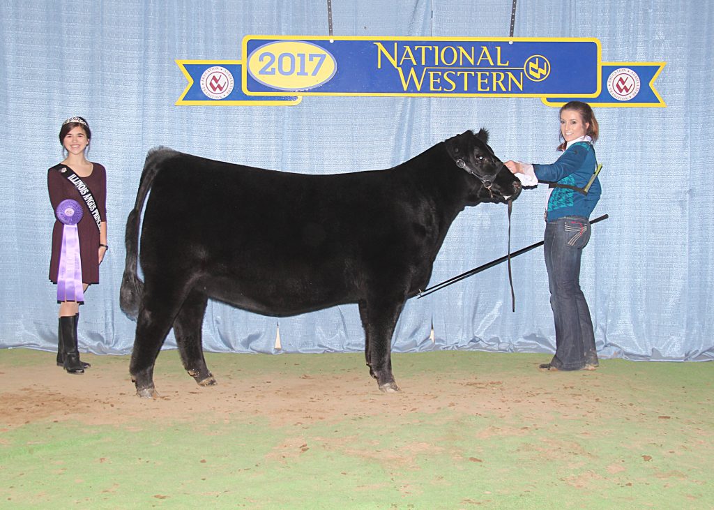 Senior Heifer Calf Champion