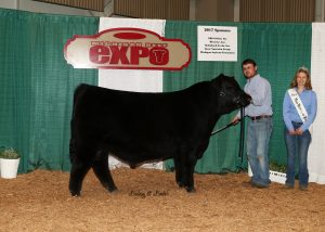 Grand Champion Bull
