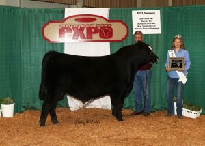 Reserve Champion Bull