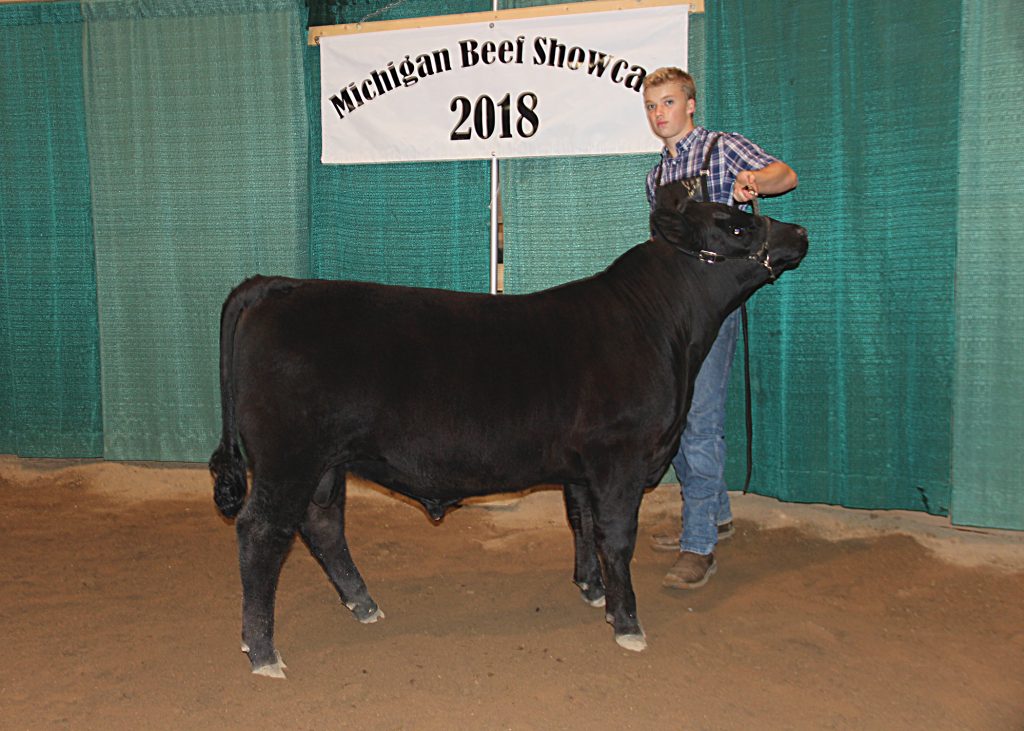 Grand Champion Bred-and-owned Bull
