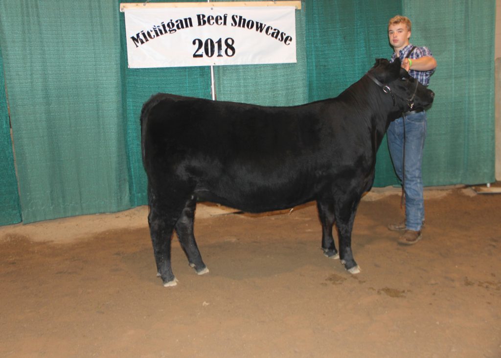 Grand Champion Bred-and-owned Female