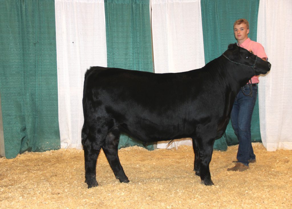Grand Champion Bred-and-owned Steer